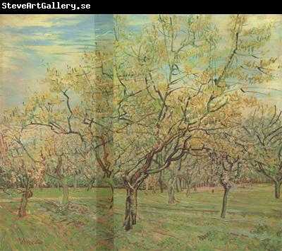 Vincent Van Gogh The White Orchard (nn04)